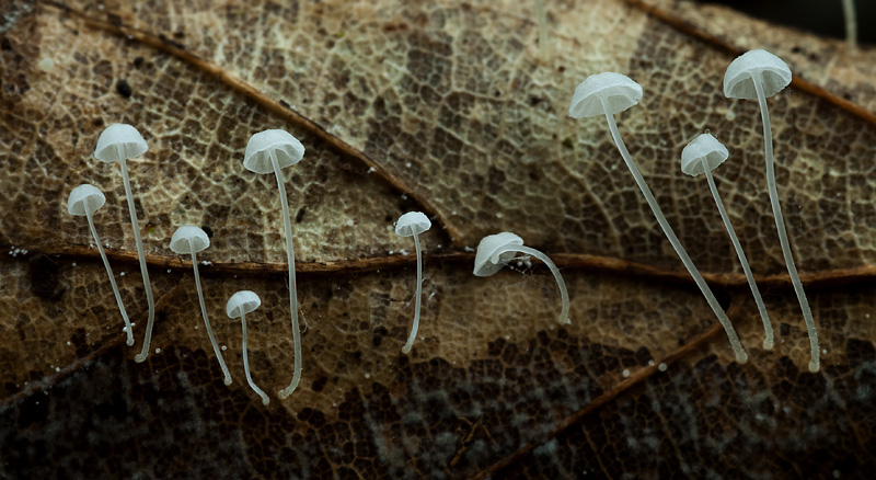 Mycena polyadelpha